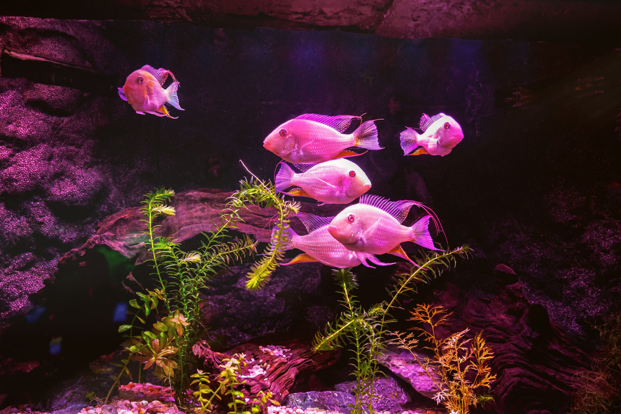 Aquarium Lighting